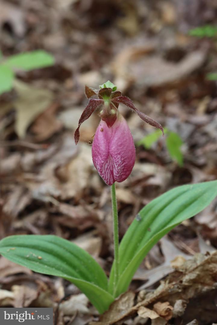 1185 BELLE MEADE RD, BUMPASS, Virginia 23024, 4 Bedrooms Bedrooms, ,4 BathroomsBathrooms,Residential,For Sale,1185 BELLE MEADE RD,VALA2008668 MLS # VALA2008668