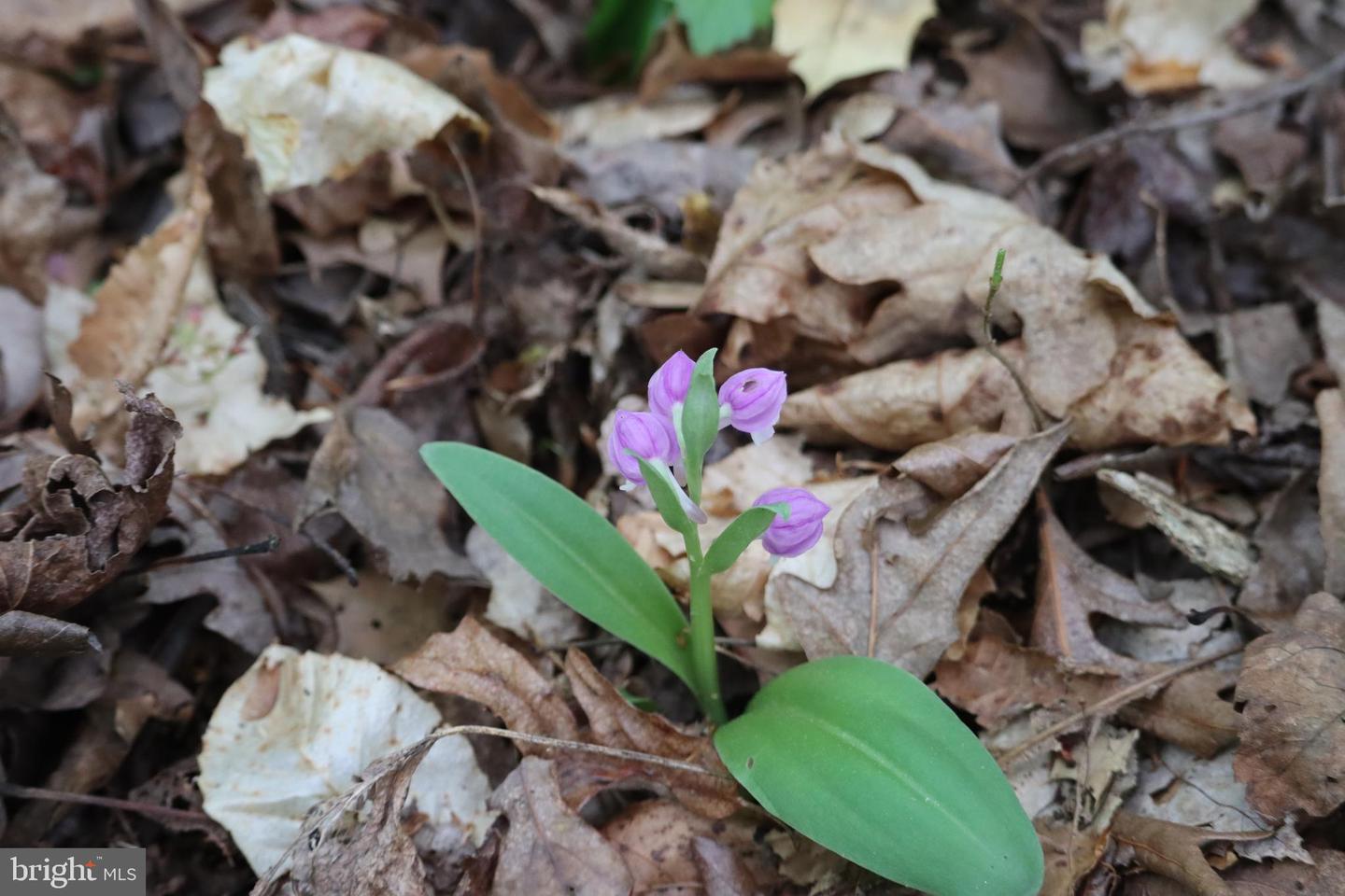 1185 BELLE MEADE RD, BUMPASS, Virginia 23024, 4 Bedrooms Bedrooms, ,4 BathroomsBathrooms,Residential,For Sale,1185 BELLE MEADE RD,VALA2008668 MLS # VALA2008668