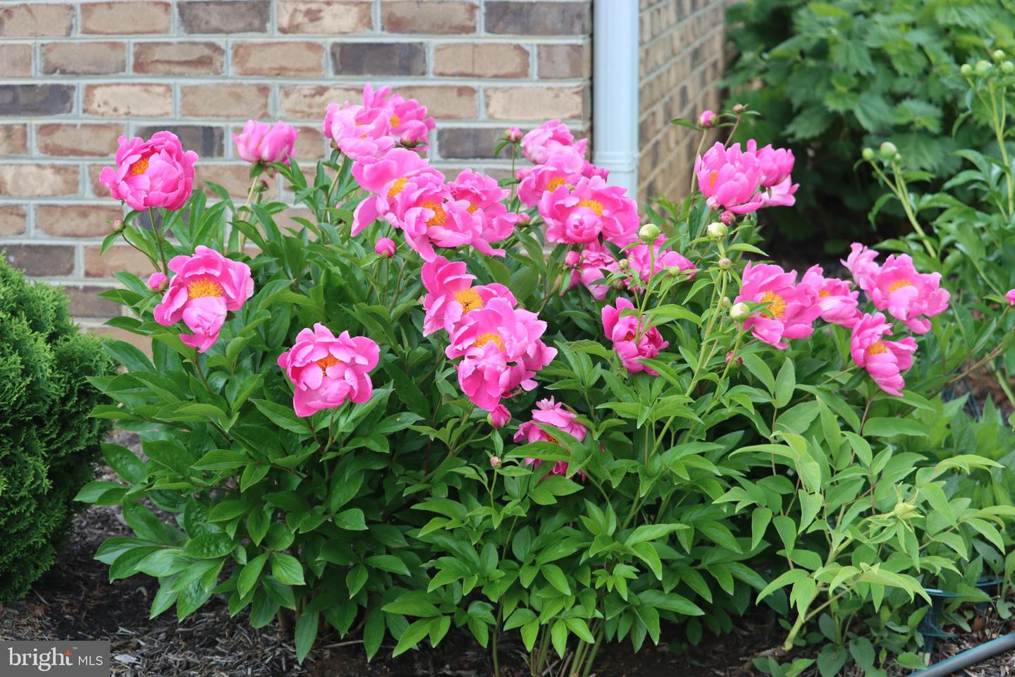 1185 BELLE MEADE RD, BUMPASS, Virginia 23024, 4 Bedrooms Bedrooms, ,4 BathroomsBathrooms,Residential,For Sale,1185 BELLE MEADE RD,VALA2008668 MLS # VALA2008668