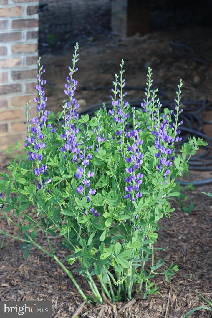 1185 BELLE MEADE RD, BUMPASS, Virginia 23024, 4 Bedrooms Bedrooms, ,4 BathroomsBathrooms,Residential,For Sale,1185 BELLE MEADE RD,VALA2008668 MLS # VALA2008668