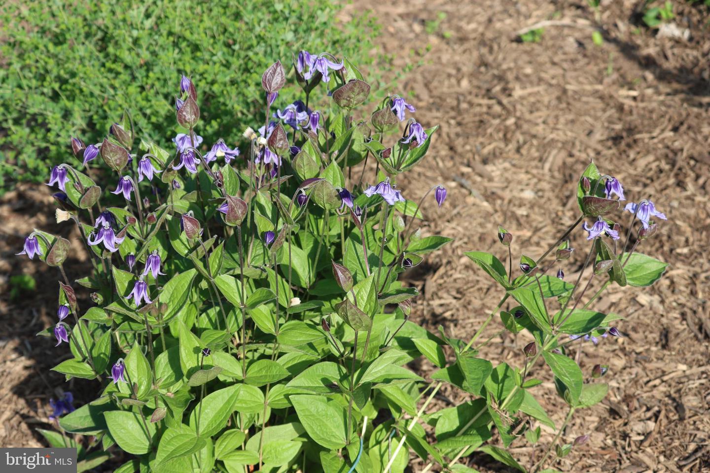 1185 BELLE MEADE RD, BUMPASS, Virginia 23024, 4 Bedrooms Bedrooms, ,4 BathroomsBathrooms,Residential,For Sale,1185 BELLE MEADE RD,VALA2008668 MLS # VALA2008668