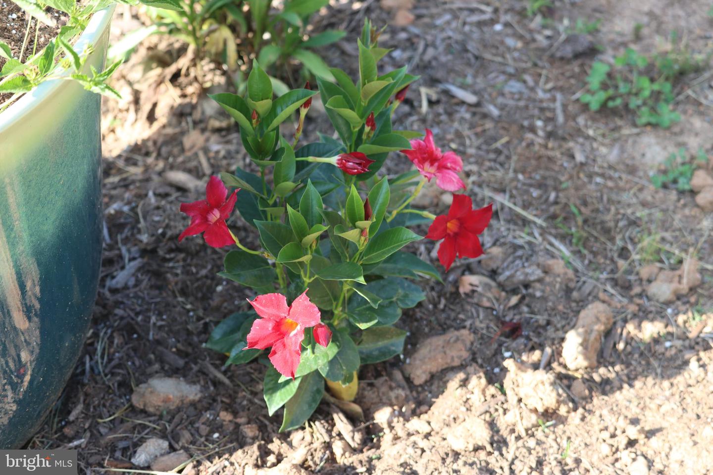 1185 BELLE MEADE RD, BUMPASS, Virginia 23024, 4 Bedrooms Bedrooms, ,4 BathroomsBathrooms,Residential,For Sale,1185 BELLE MEADE RD,VALA2008668 MLS # VALA2008668