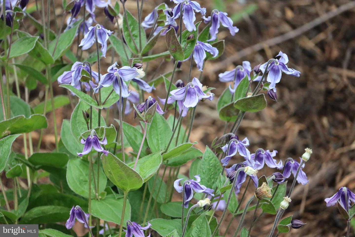 1185 BELLE MEADE RD, BUMPASS, Virginia 23024, 4 Bedrooms Bedrooms, ,4 BathroomsBathrooms,Residential,For Sale,1185 BELLE MEADE RD,VALA2008668 MLS # VALA2008668