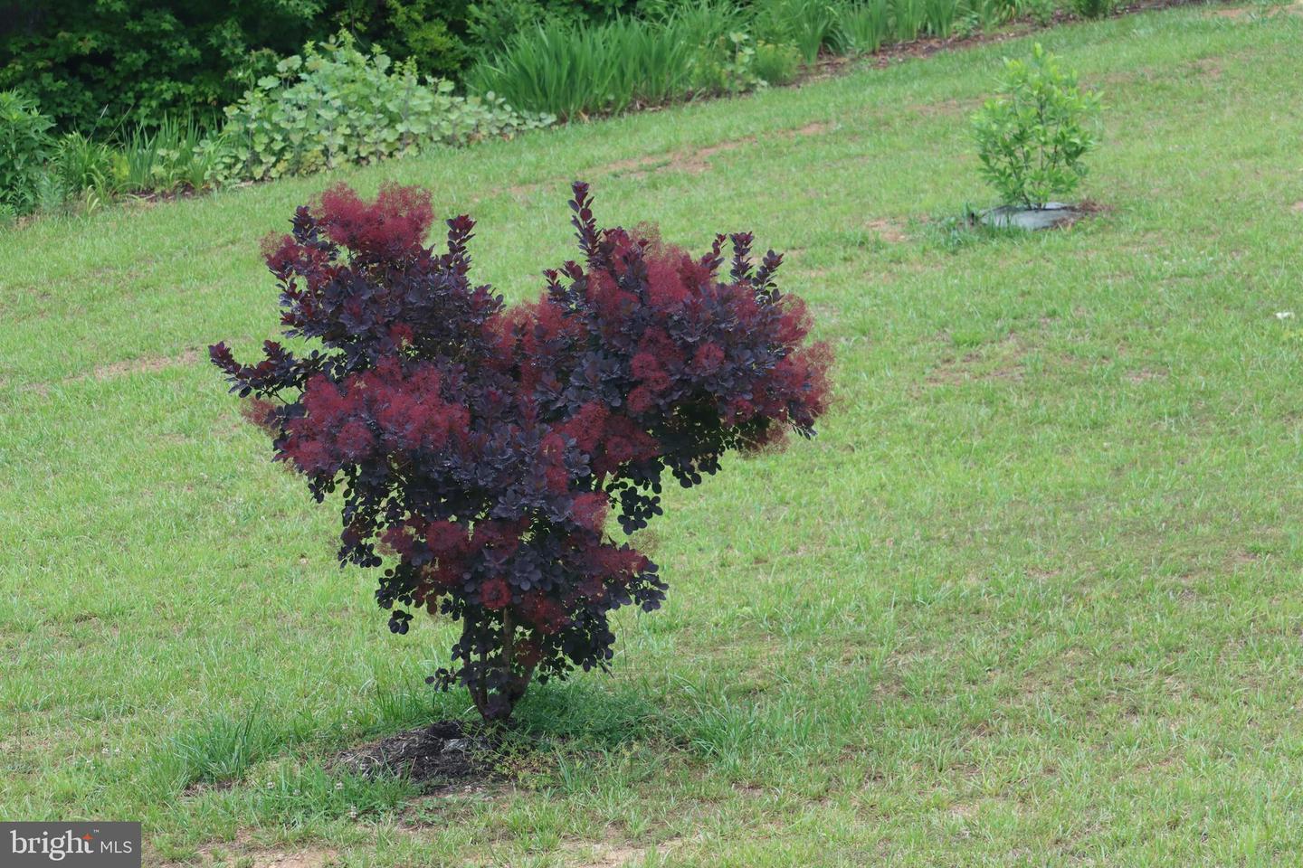 1185 BELLE MEADE RD, BUMPASS, Virginia 23024, 4 Bedrooms Bedrooms, ,4 BathroomsBathrooms,Residential,For Sale,1185 BELLE MEADE RD,VALA2008668 MLS # VALA2008668