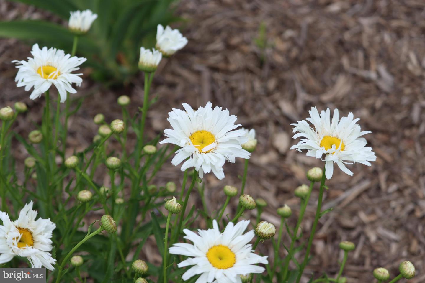 1185 BELLE MEADE RD, BUMPASS, Virginia 23024, 4 Bedrooms Bedrooms, ,4 BathroomsBathrooms,Residential,For Sale,1185 BELLE MEADE RD,VALA2008668 MLS # VALA2008668