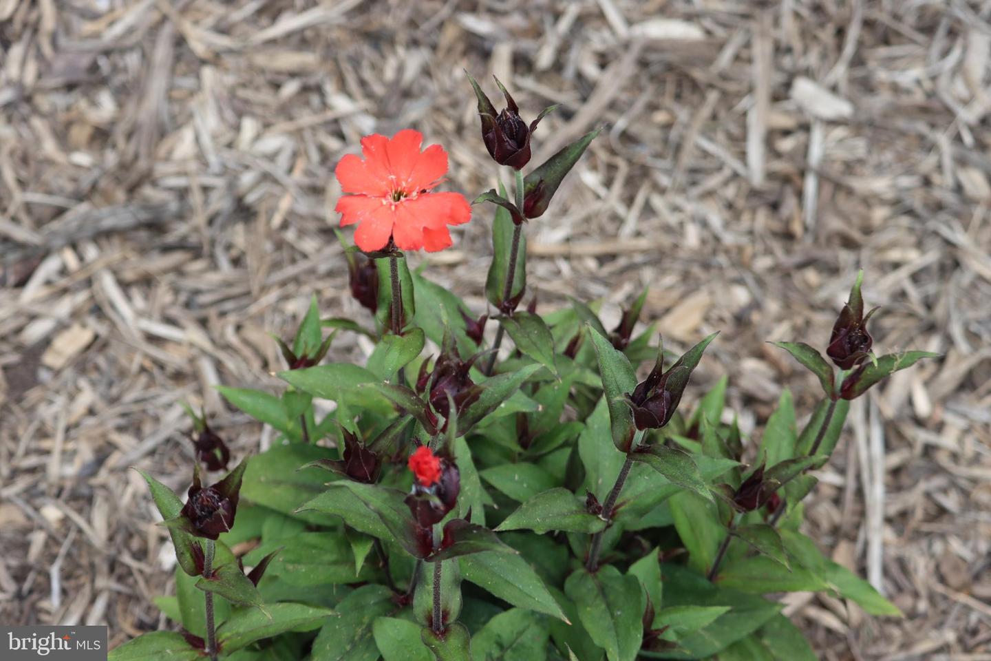 1185 BELLE MEADE RD, BUMPASS, Virginia 23024, 4 Bedrooms Bedrooms, ,4 BathroomsBathrooms,Residential,For Sale,1185 BELLE MEADE RD,VALA2008668 MLS # VALA2008668