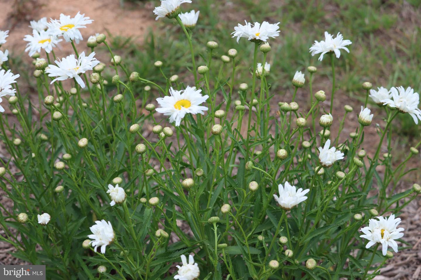 1185 BELLE MEADE RD, BUMPASS, Virginia 23024, 4 Bedrooms Bedrooms, ,4 BathroomsBathrooms,Residential,For Sale,1185 BELLE MEADE RD,VALA2008668 MLS # VALA2008668