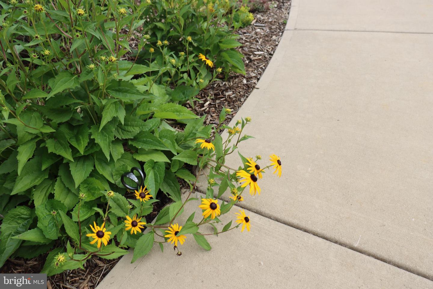 1185 BELLE MEADE RD, BUMPASS, Virginia 23024, 4 Bedrooms Bedrooms, ,4 BathroomsBathrooms,Residential,For Sale,1185 BELLE MEADE RD,VALA2008668 MLS # VALA2008668