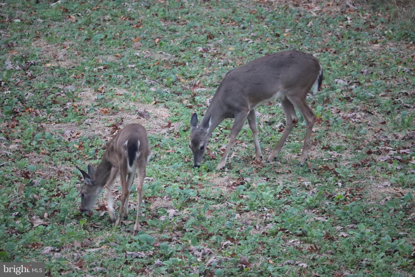 1185 BELLE MEADE RD, BUMPASS, Virginia 23024, 4 Bedrooms Bedrooms, ,4 BathroomsBathrooms,Residential,For Sale,1185 BELLE MEADE RD,VALA2008668 MLS # VALA2008668
