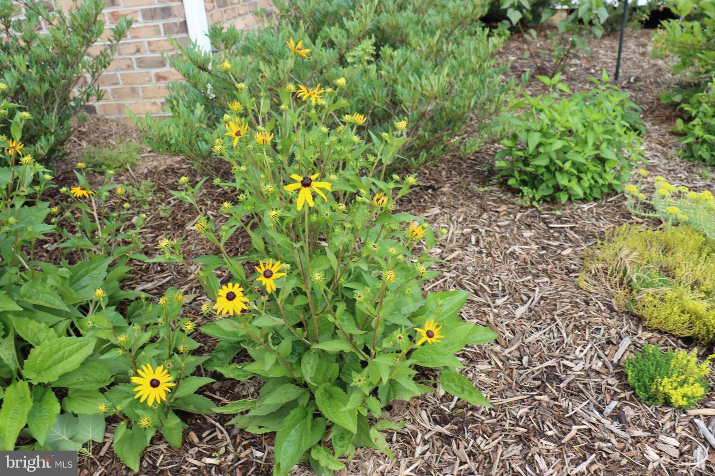 1185 BELLE MEADE RD, BUMPASS, Virginia 23024, 4 Bedrooms Bedrooms, ,4 BathroomsBathrooms,Residential,For Sale,1185 BELLE MEADE RD,VALA2008668 MLS # VALA2008668