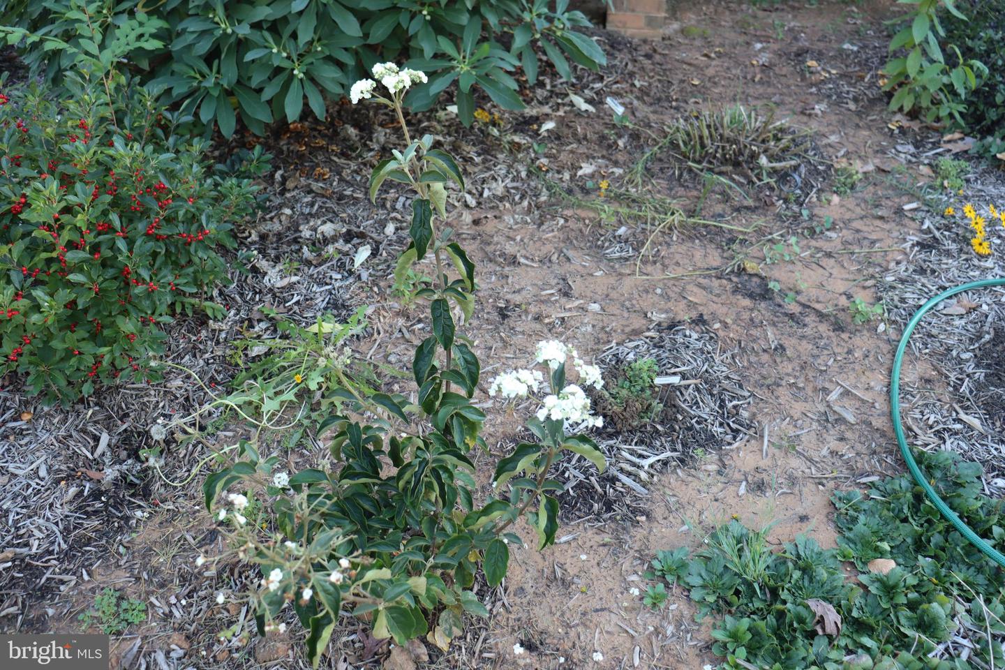 1185 BELLE MEADE RD, BUMPASS, Virginia 23024, 4 Bedrooms Bedrooms, ,4 BathroomsBathrooms,Residential,For Sale,1185 BELLE MEADE RD,VALA2008668 MLS # VALA2008668