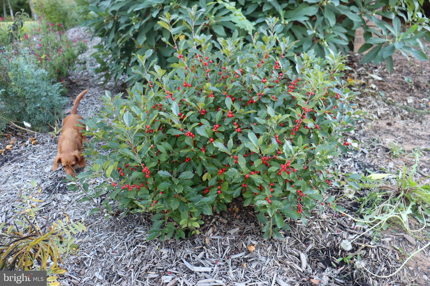 1185 BELLE MEADE RD, BUMPASS, Virginia 23024, 4 Bedrooms Bedrooms, ,4 BathroomsBathrooms,Residential,For Sale,1185 BELLE MEADE RD,VALA2008668 MLS # VALA2008668