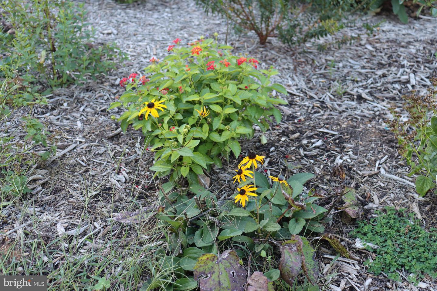 1185 BELLE MEADE RD, BUMPASS, Virginia 23024, 4 Bedrooms Bedrooms, ,4 BathroomsBathrooms,Residential,For Sale,1185 BELLE MEADE RD,VALA2008668 MLS # VALA2008668