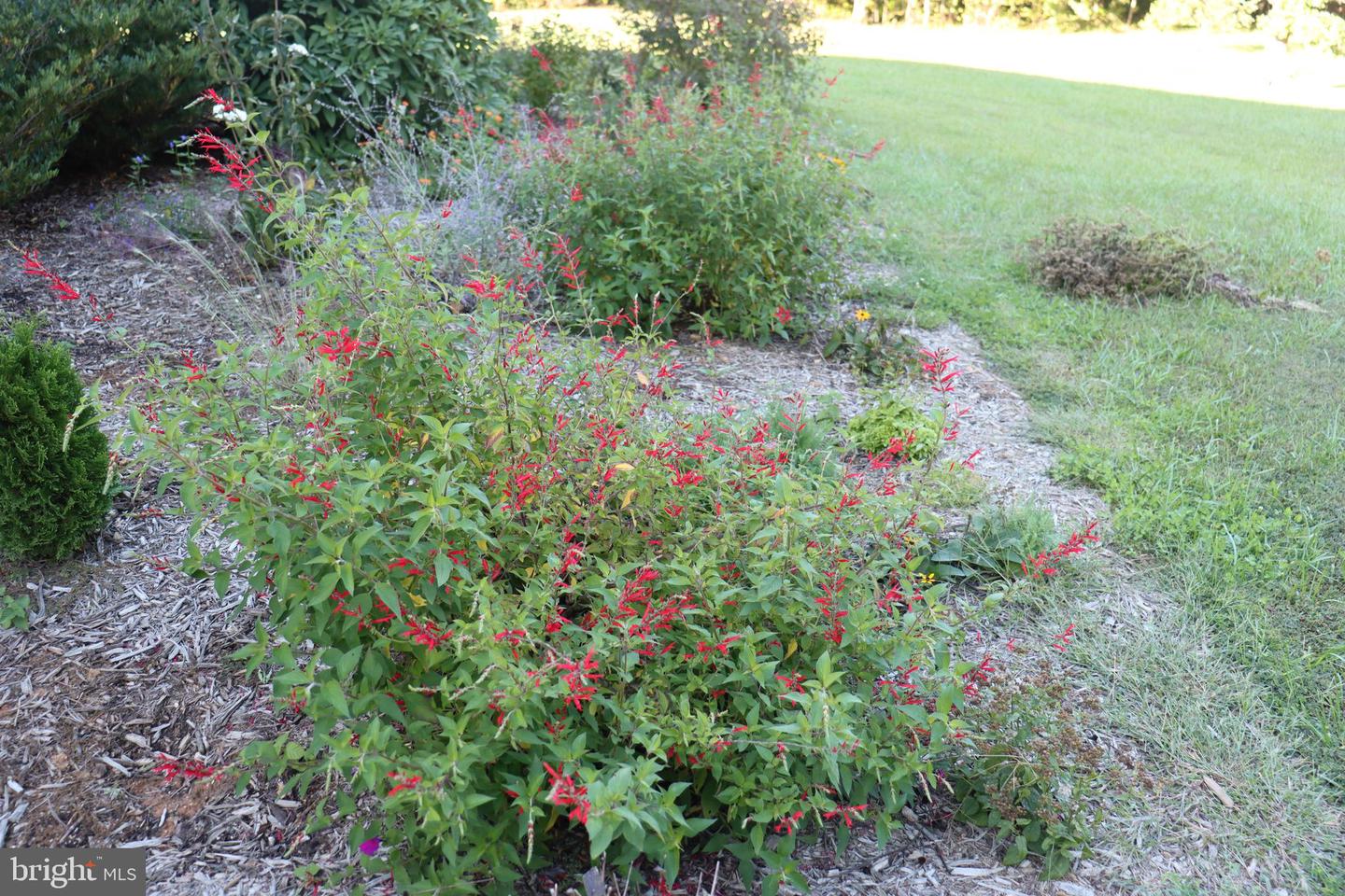 1185 BELLE MEADE RD, BUMPASS, Virginia 23024, 4 Bedrooms Bedrooms, ,4 BathroomsBathrooms,Residential,For Sale,1185 BELLE MEADE RD,VALA2008668 MLS # VALA2008668