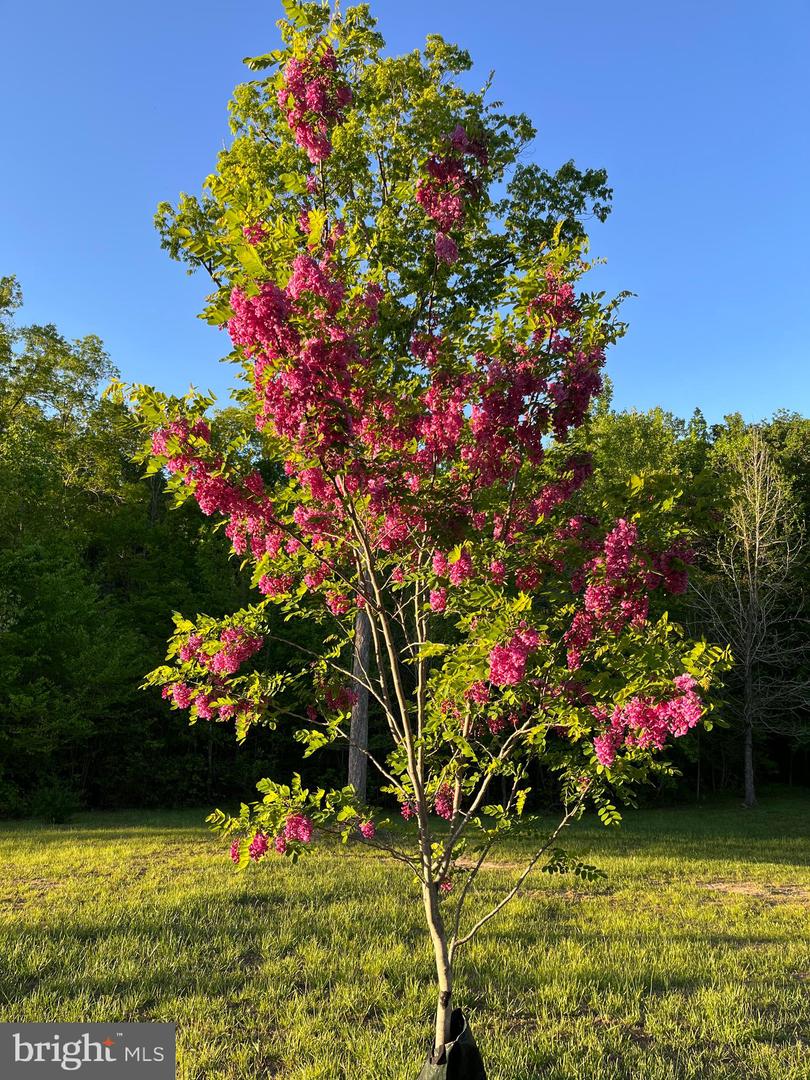 1185 BELLE MEADE RD, BUMPASS, Virginia 23024, 4 Bedrooms Bedrooms, ,4 BathroomsBathrooms,Residential,For Sale,1185 BELLE MEADE RD,VALA2008668 MLS # VALA2008668