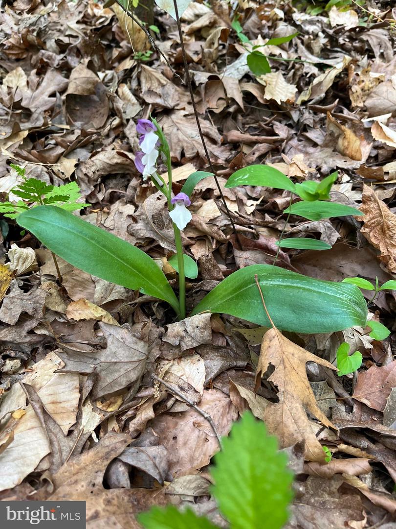 1185 BELLE MEADE RD, BUMPASS, Virginia 23024, 4 Bedrooms Bedrooms, ,4 BathroomsBathrooms,Residential,For Sale,1185 BELLE MEADE RD,VALA2008668 MLS # VALA2008668