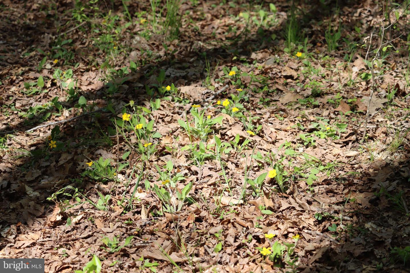 1185 BELLE MEADE RD, BUMPASS, Virginia 23024, 4 Bedrooms Bedrooms, ,4 BathroomsBathrooms,Residential,For Sale,1185 BELLE MEADE RD,VALA2008668 MLS # VALA2008668