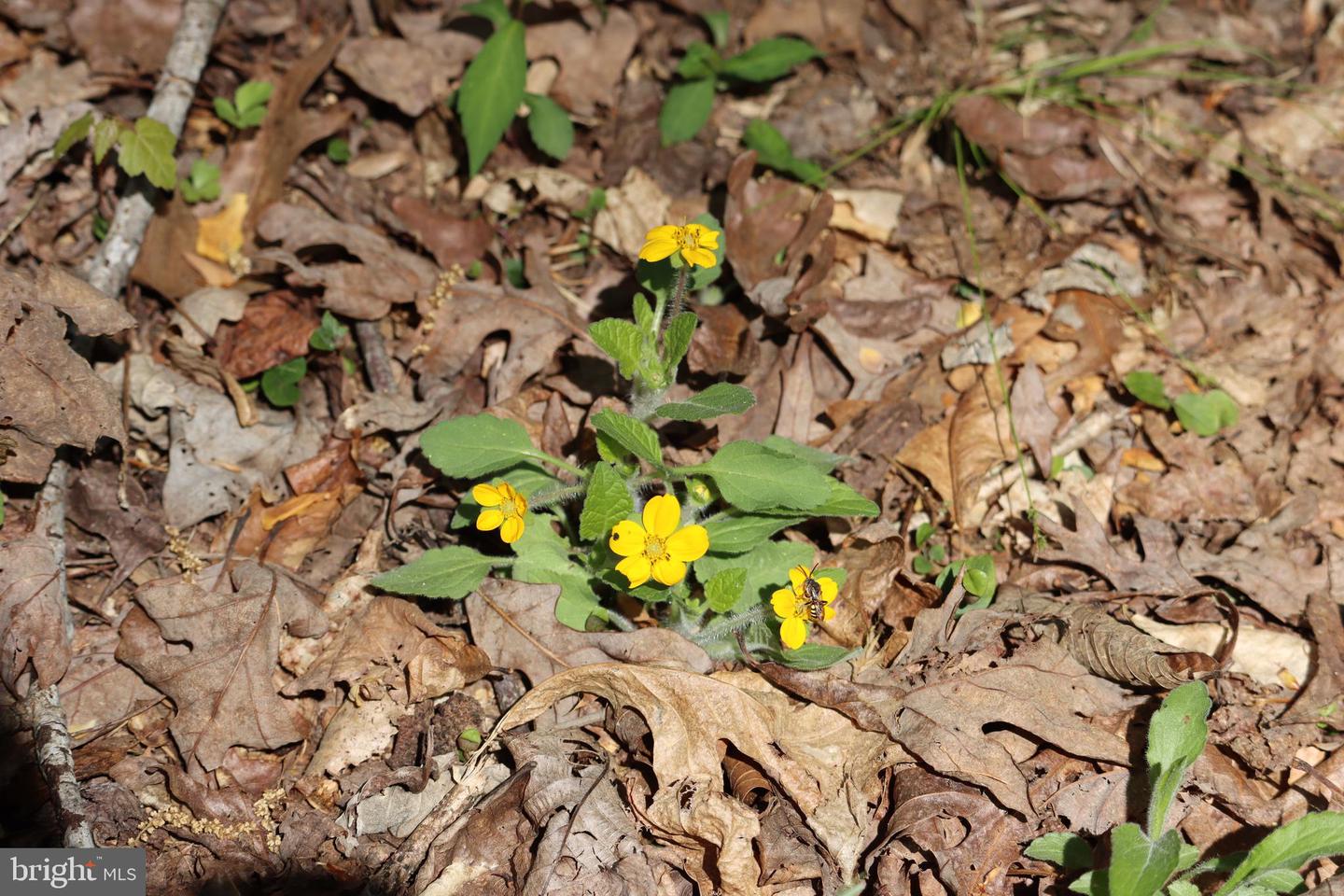 1185 BELLE MEADE RD, BUMPASS, Virginia 23024, 4 Bedrooms Bedrooms, ,4 BathroomsBathrooms,Residential,For Sale,1185 BELLE MEADE RD,VALA2008668 MLS # VALA2008668