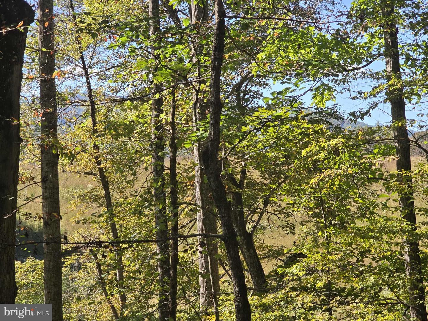 HURT HOLLOW RD, BANCO, Virginia 22711, ,Land,For Sale,HURT HOLLOW RD,VAMA2002482 MLS # VAMA2002482 HURT HOLLOW RD, BANCO, Virginia 22711, ,Land,For Sale,HURT HOLLOW RD,VAMA2002482 MLS # VAMA2002482