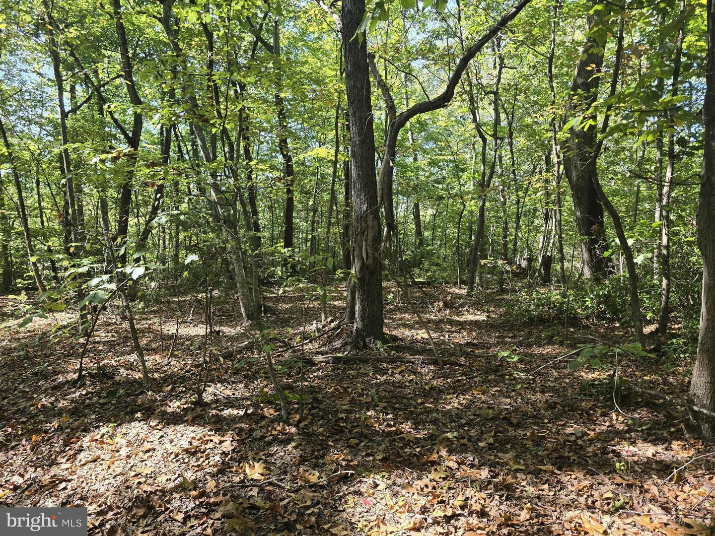 HURT HOLLOW RD, BANCO, Virginia 22711, ,Land,For Sale,HURT HOLLOW RD,VAMA2002482 MLS # VAMA2002482 HURT HOLLOW RD, BANCO, Virginia 22711, ,Land,For Sale,HURT HOLLOW RD,VAMA2002482 MLS # VAMA2002482