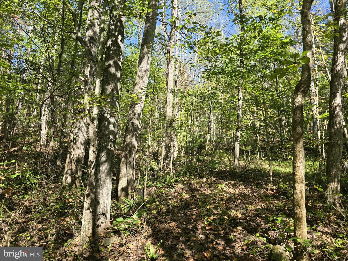 HURT HOLLOW RD, BANCO, Virginia 22711, ,Land,For Sale,HURT HOLLOW RD,VAMA2002482 MLS # VAMA2002482 HURT HOLLOW RD, BANCO, Virginia 22711, ,Land,For Sale,HURT HOLLOW RD,VAMA2002482 MLS # VAMA2002482