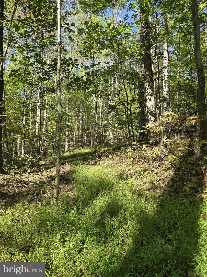 HURT HOLLOW RD, BANCO, Virginia 22711, ,Land,For Sale,HURT HOLLOW RD,VAMA2002482 MLS # VAMA2002482 HURT HOLLOW RD, BANCO, Virginia 22711, ,Land,For Sale,HURT HOLLOW RD,VAMA2002482 MLS # VAMA2002482