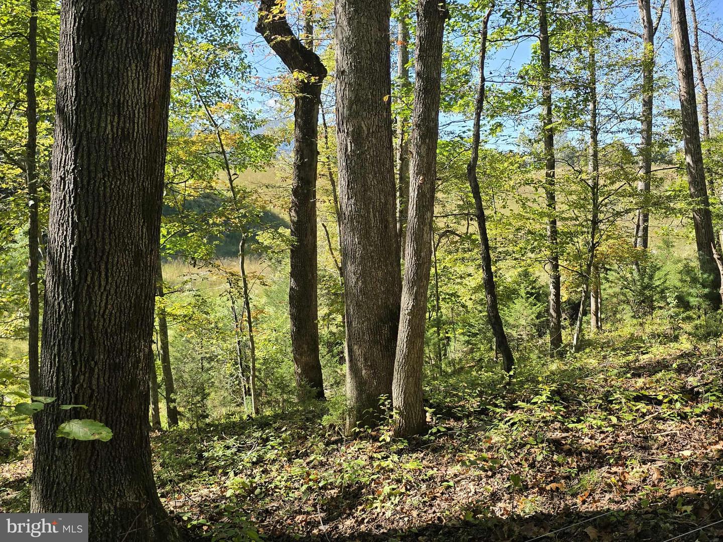 HURT HOLLOW RD, BANCO, Virginia 22711, ,Land,For Sale,HURT HOLLOW RD,VAMA2002482 MLS # VAMA2002482 HURT HOLLOW RD, BANCO, Virginia 22711, ,Land,For Sale,HURT HOLLOW RD,VAMA2002482 MLS # VAMA2002482