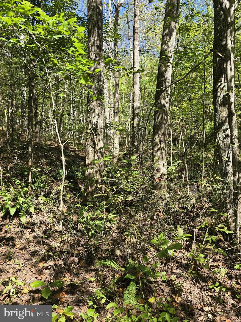 HURT HOLLOW RD, BANCO, Virginia 22711, ,Land,For Sale,HURT HOLLOW RD,VAMA2002482 MLS # VAMA2002482 HURT HOLLOW RD, BANCO, Virginia 22711, ,Land,For Sale,HURT HOLLOW RD,VAMA2002482 MLS # VAMA2002482