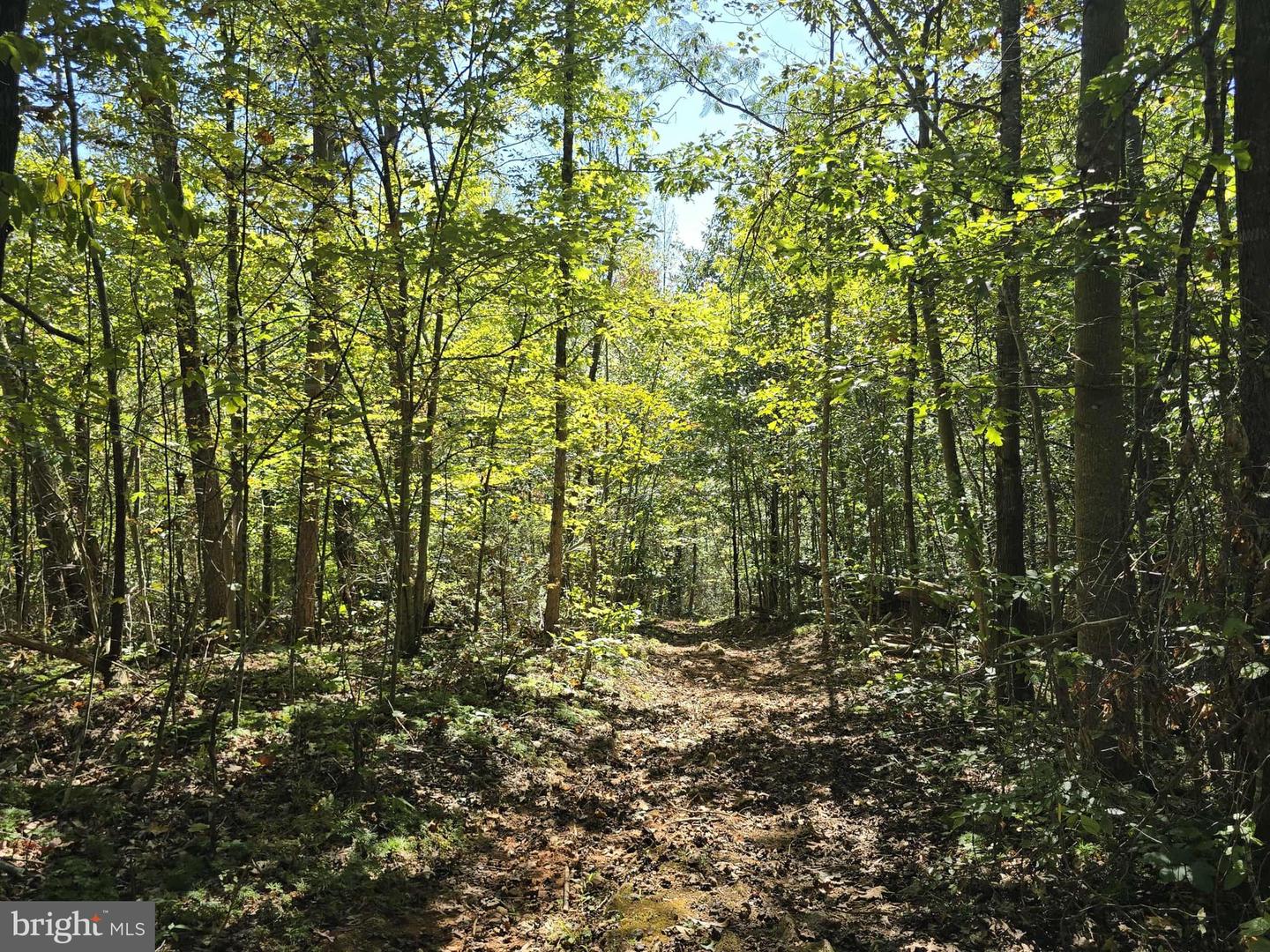 HURT HOLLOW RD, BANCO, Virginia 22711, ,Land,For Sale,HURT HOLLOW RD,VAMA2002482 MLS # VAMA2002482 HURT HOLLOW RD, BANCO, Virginia 22711, ,Land,For Sale,HURT HOLLOW RD,VAMA2002482 MLS # VAMA2002482