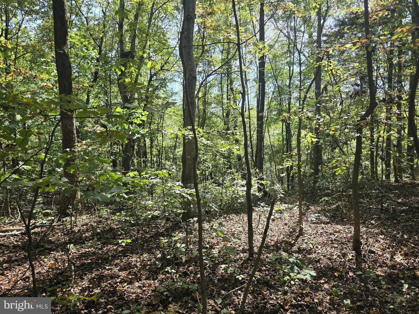 HURT HOLLOW RD, BANCO, Virginia 22711, ,Land,For Sale,HURT HOLLOW RD,VAMA2002482 MLS # VAMA2002482 HURT HOLLOW RD, BANCO, Virginia 22711, ,Land,For Sale,HURT HOLLOW RD,VAMA2002482 MLS # VAMA2002482
