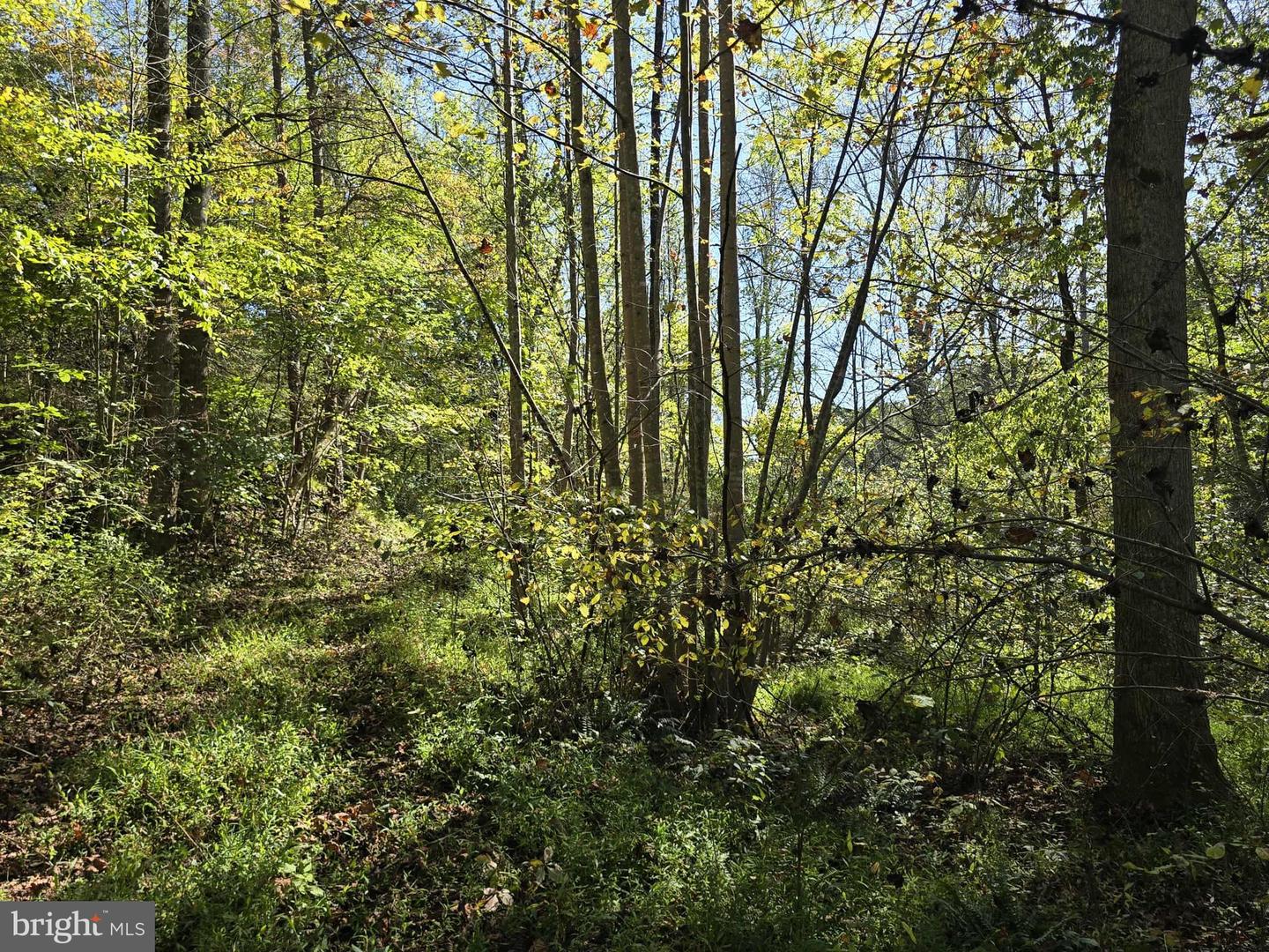 HURT HOLLOW RD, BANCO, Virginia 22711, ,Land,For Sale,HURT HOLLOW RD,VAMA2002482 MLS # VAMA2002482 HURT HOLLOW RD, BANCO, Virginia 22711, ,Land,For Sale,HURT HOLLOW RD,VAMA2002482 MLS # VAMA2002482