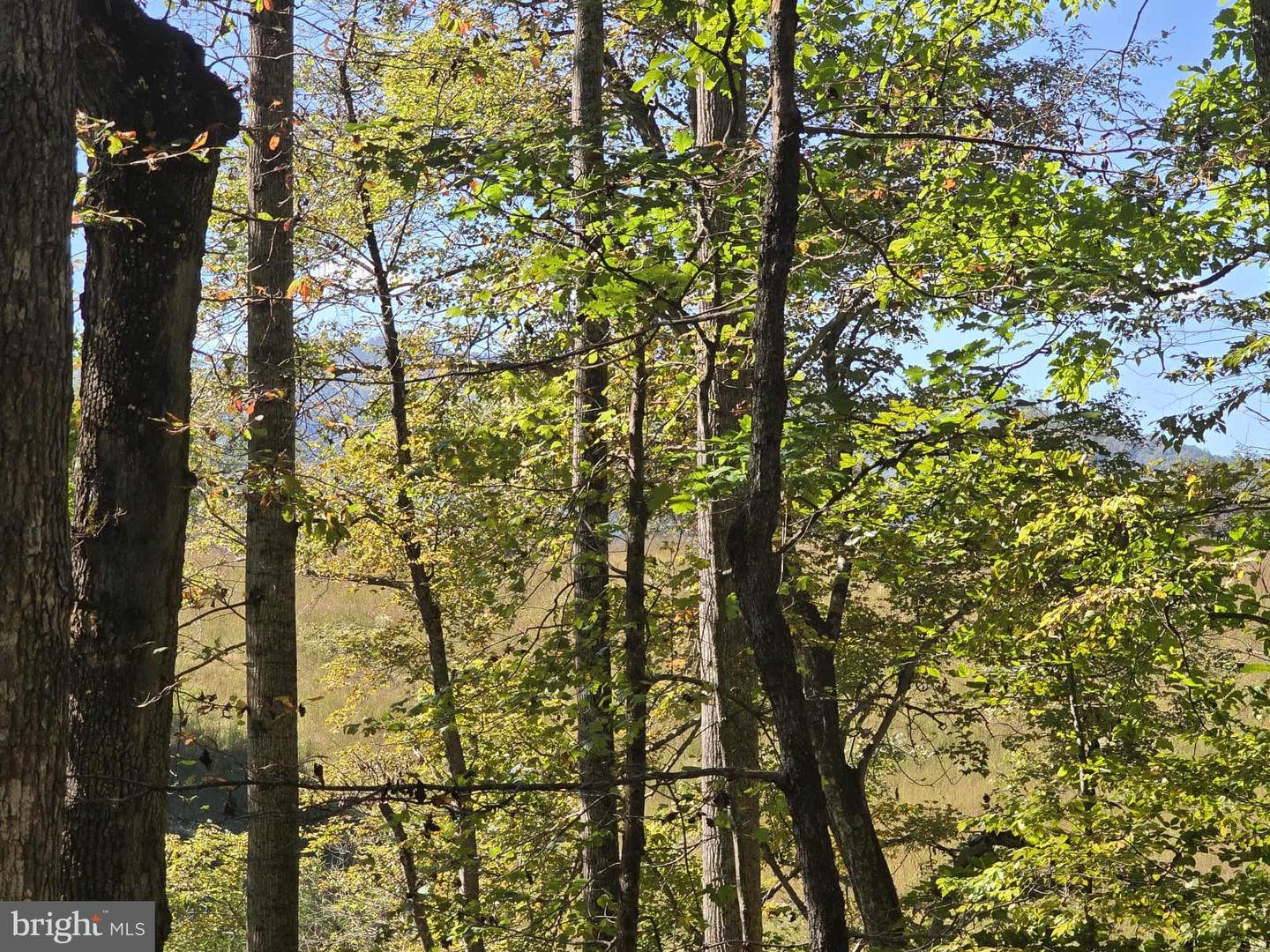 HURT HOLLOW RD, BANCO, Virginia 22711, ,Land,For Sale,HURT HOLLOW RD,VAMA2002482 MLS # VAMA2002482 HURT HOLLOW RD, BANCO, Virginia 22711, ,Land,For Sale,HURT HOLLOW RD,VAMA2002482 MLS # VAMA2002482