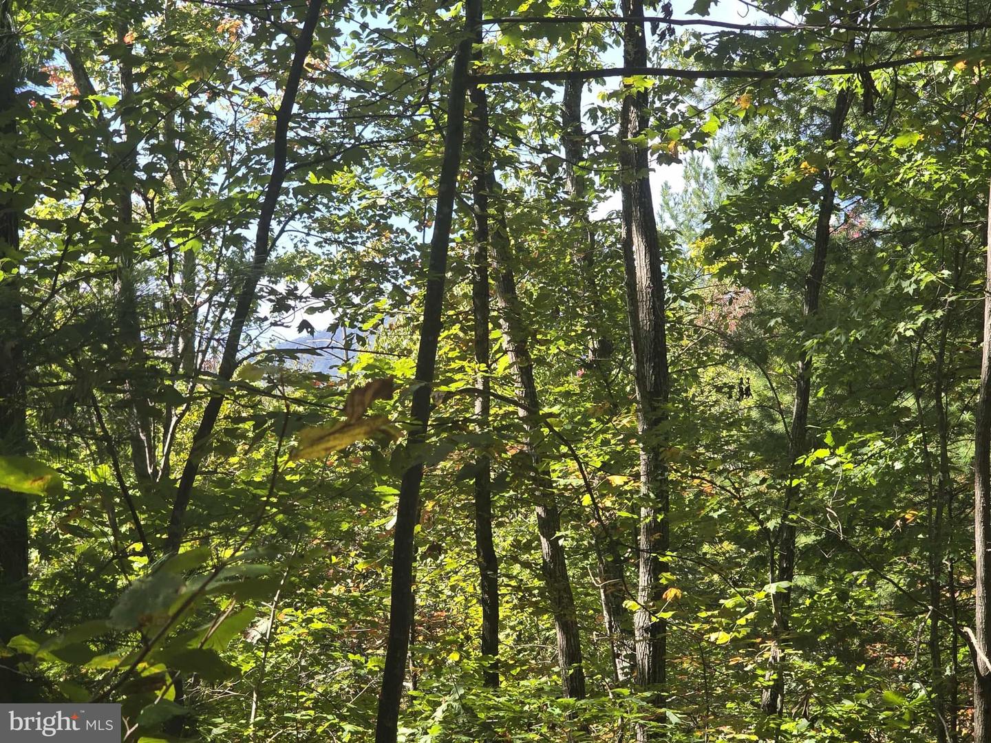 HURT HOLLOW RD, BANCO, Virginia 22711, ,Land,For Sale,HURT HOLLOW RD,VAMA2002482 MLS # VAMA2002482 HURT HOLLOW RD, BANCO, Virginia 22711, ,Land,For Sale,HURT HOLLOW RD,VAMA2002482 MLS # VAMA2002482