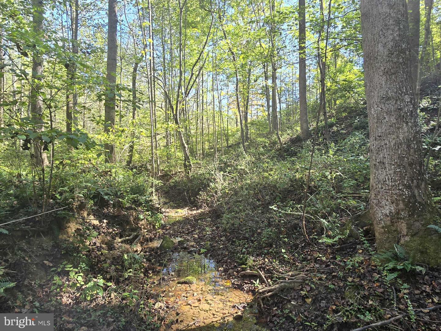 HURT HOLLOW RD, BANCO, Virginia 22711, ,Land,For Sale,HURT HOLLOW RD,VAMA2002482 MLS # VAMA2002482 HURT HOLLOW RD, BANCO, Virginia 22711, ,Land,For Sale,HURT HOLLOW RD,VAMA2002482 MLS # VAMA2002482