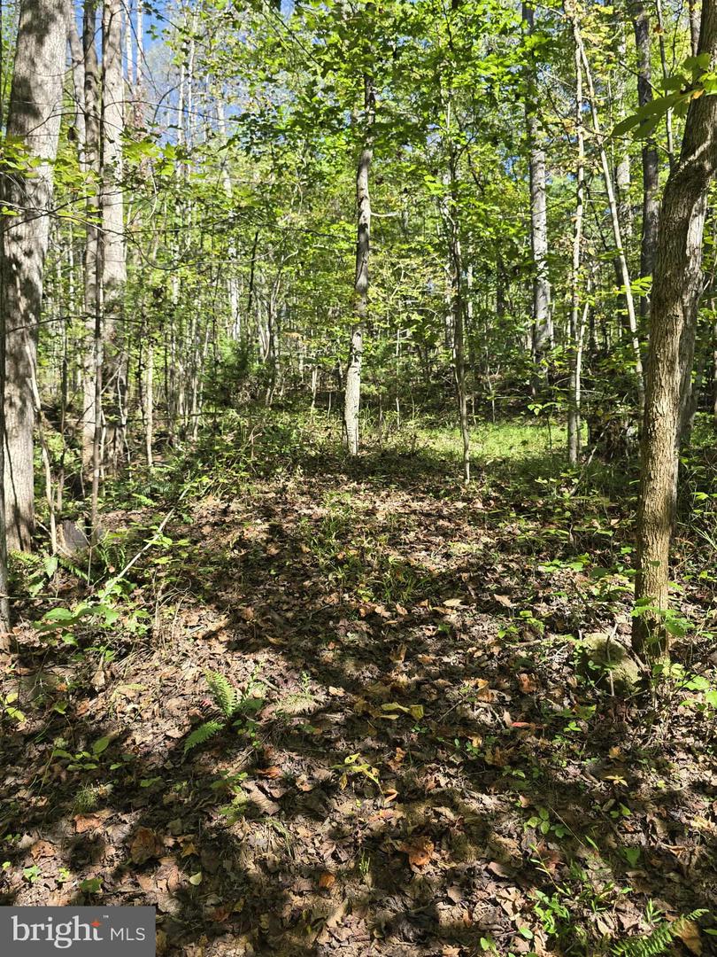 HURT HOLLOW RD, BANCO, Virginia 22711, ,Land,For Sale,HURT HOLLOW RD,VAMA2002482 MLS # VAMA2002482 HURT HOLLOW RD, BANCO, Virginia 22711, ,Land,For Sale,HURT HOLLOW RD,VAMA2002482 MLS # VAMA2002482