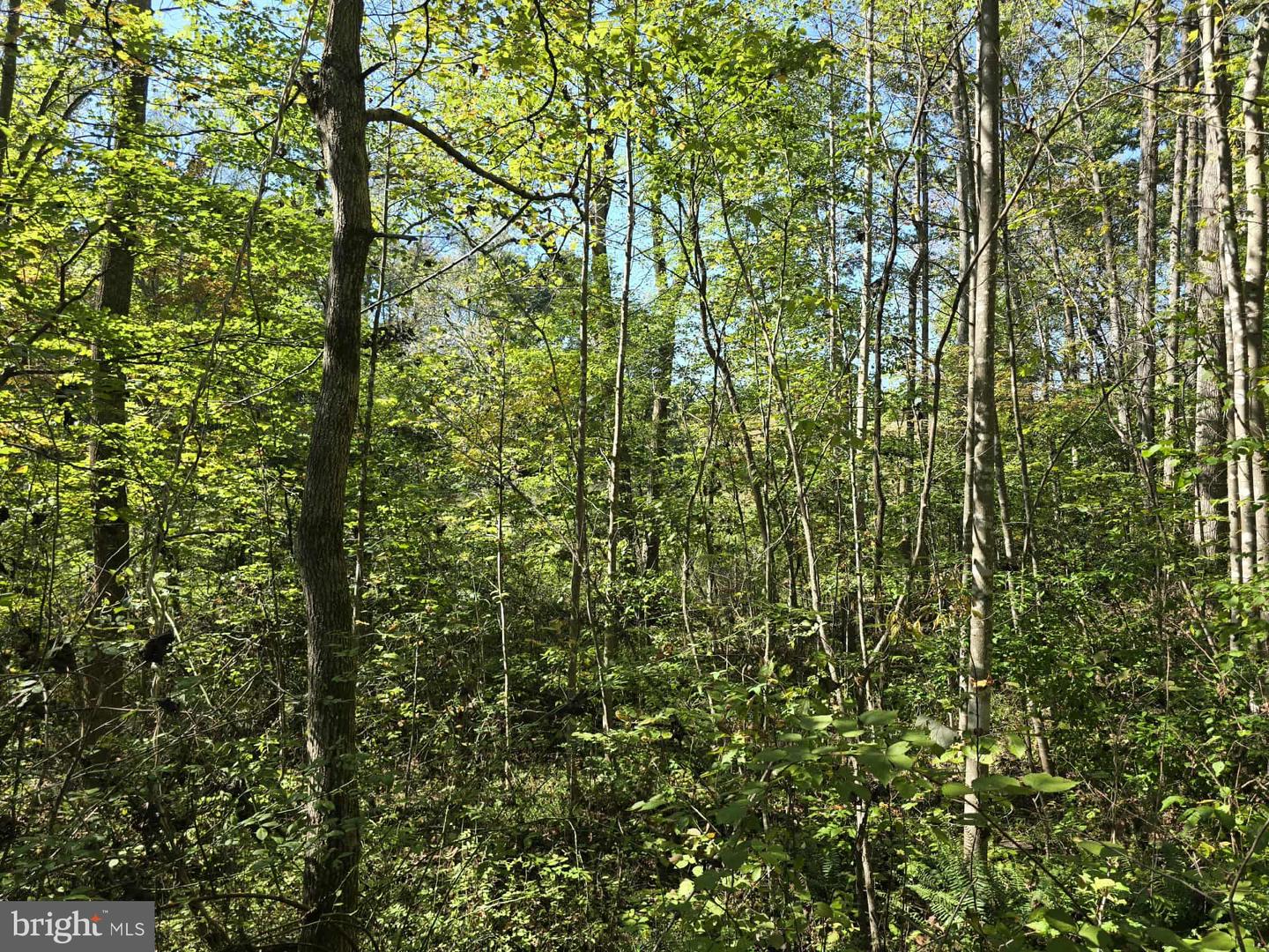 HURT HOLLOW RD, BANCO, Virginia 22711, ,Land,For Sale,HURT HOLLOW RD,VAMA2002482 MLS # VAMA2002482 HURT HOLLOW RD, BANCO, Virginia 22711, ,Land,For Sale,HURT HOLLOW RD,VAMA2002482 MLS # VAMA2002482