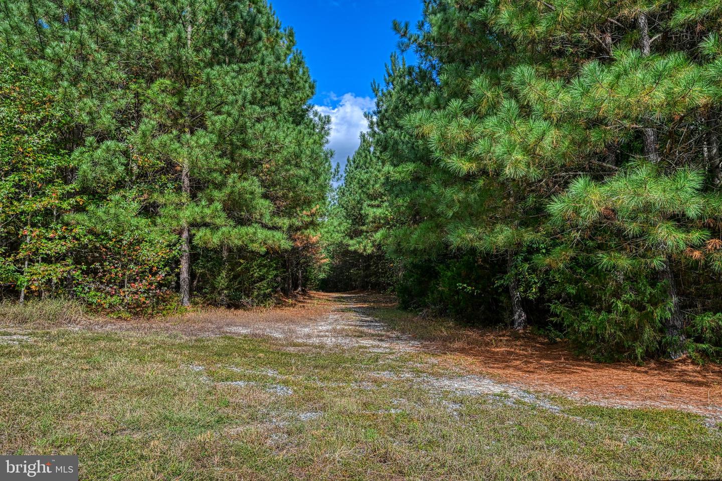 CROSS COUNTRY RD., MINERAL, Virginia 23117, ,Farm,For Sale,CROSS COUNTRY RD.,VALA2008722 MLS # VALA2008722 CROSS COUNTRY RD., MINERAL, Virginia 23117, ,Farm,For Sale,CROSS COUNTRY RD.,VALA2008722 MLS # VALA2008722