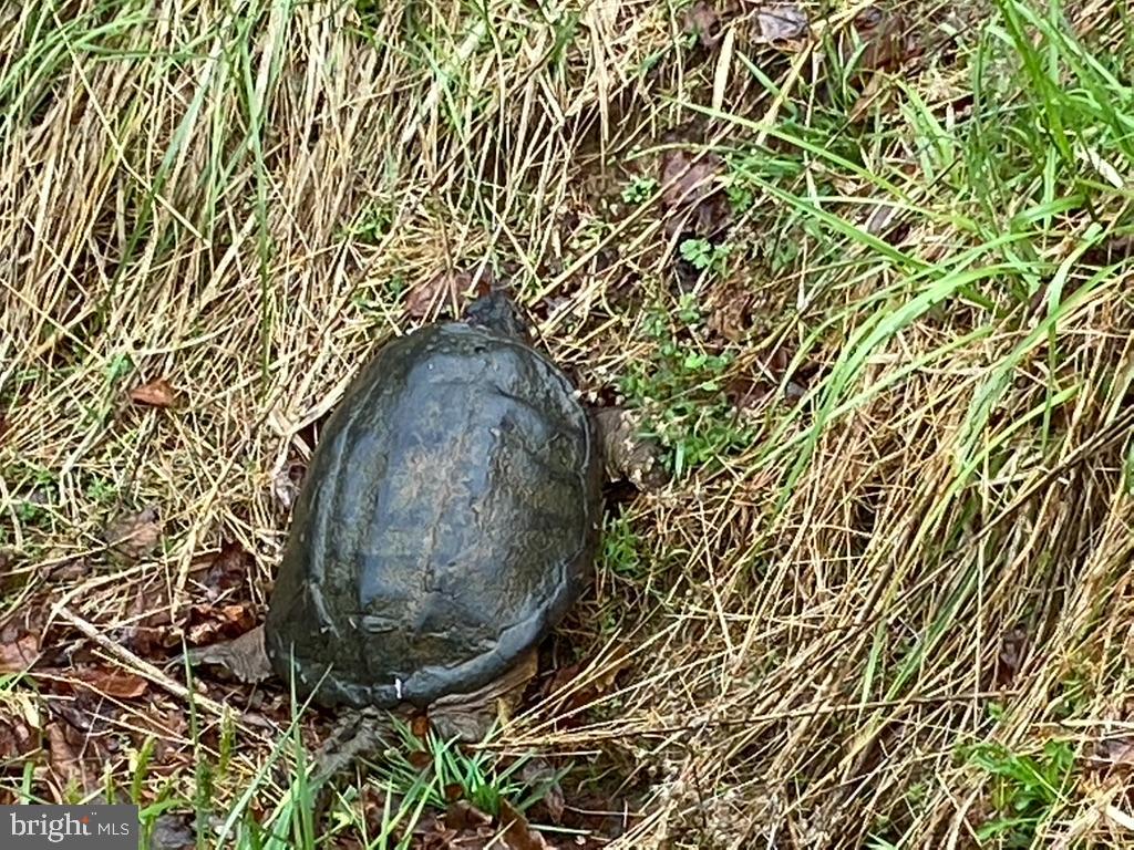 180 FIVE FORKS RD, WOODVILLE, Virginia 22749, 1 Bedroom Bedrooms, ,Farm,For Sale,180 FIVE FORKS RD,VARP2002330 MLS # VARP2002330 180 FIVE FORKS RD, WOODVILLE, Virginia 22749, 1 Bedroom Bedrooms, ,Farm,For Sale,180 FIVE FORKS RD,VARP2002330 MLS # VARP2002330