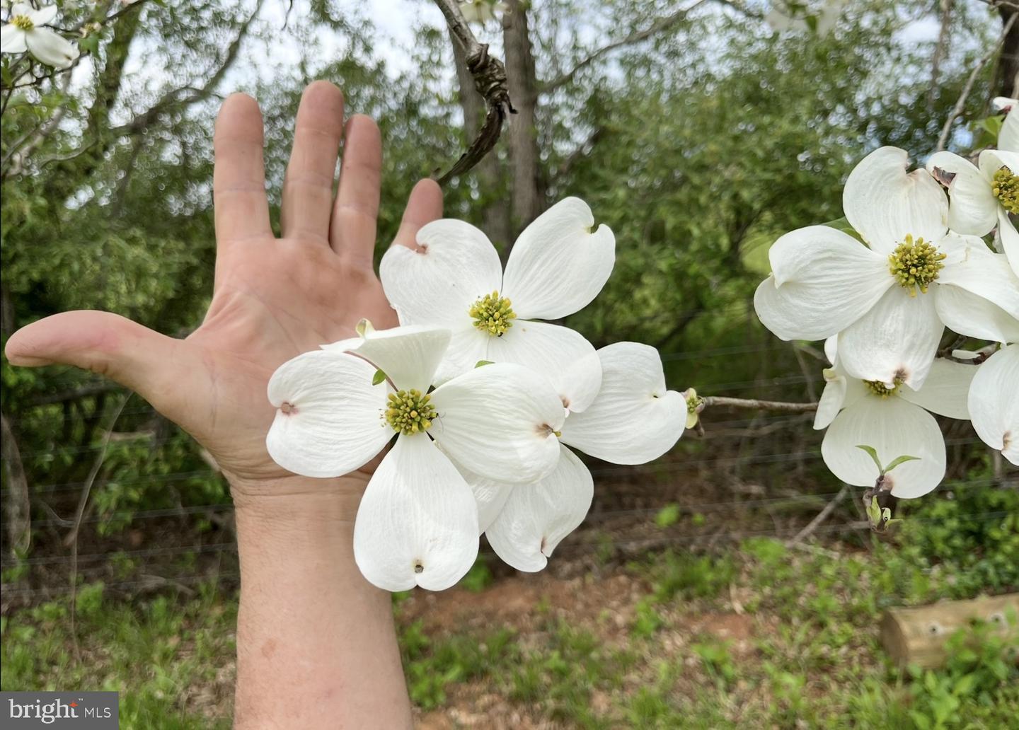 180 FIVE FORKS RD, WOODVILLE, Virginia 22749, 1 Bedroom Bedrooms, ,Farm,For Sale,180 FIVE FORKS RD,VARP2002330 MLS # VARP2002330 180 FIVE FORKS RD, WOODVILLE, Virginia 22749, 1 Bedroom Bedrooms, ,Farm,For Sale,180 FIVE FORKS RD,VARP2002330 MLS # VARP2002330