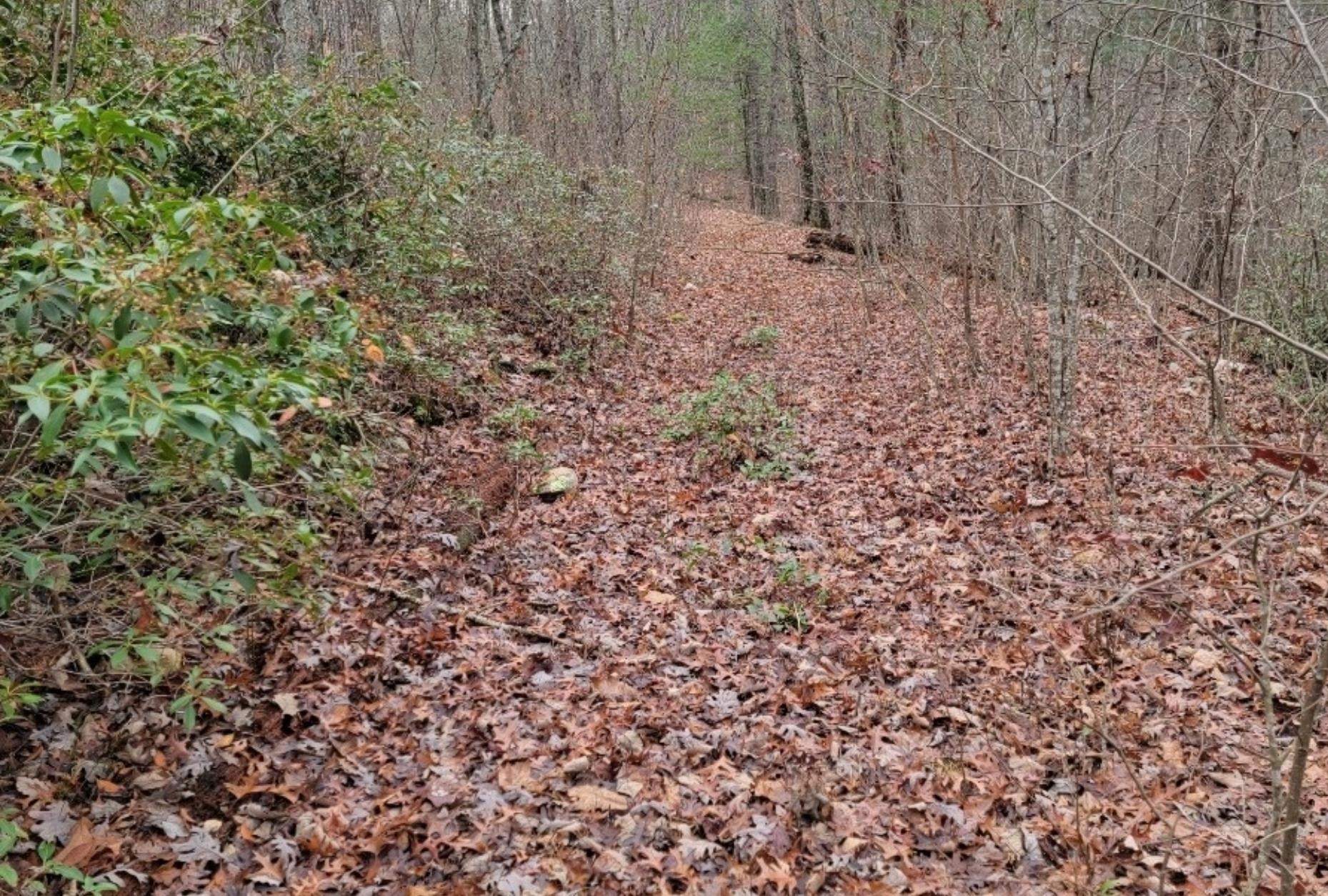 tbd MIRACLE RIDGE RD, ELKTON, Virginia 22827, ,Land,14,tbd MIRACLE RIDGE RD,670109 MLS # 670109 tbd MIRACLE RIDGE RD, ELKTON, Virginia 22827, ,Land,14,tbd MIRACLE RIDGE RD,670109 MLS # 670109