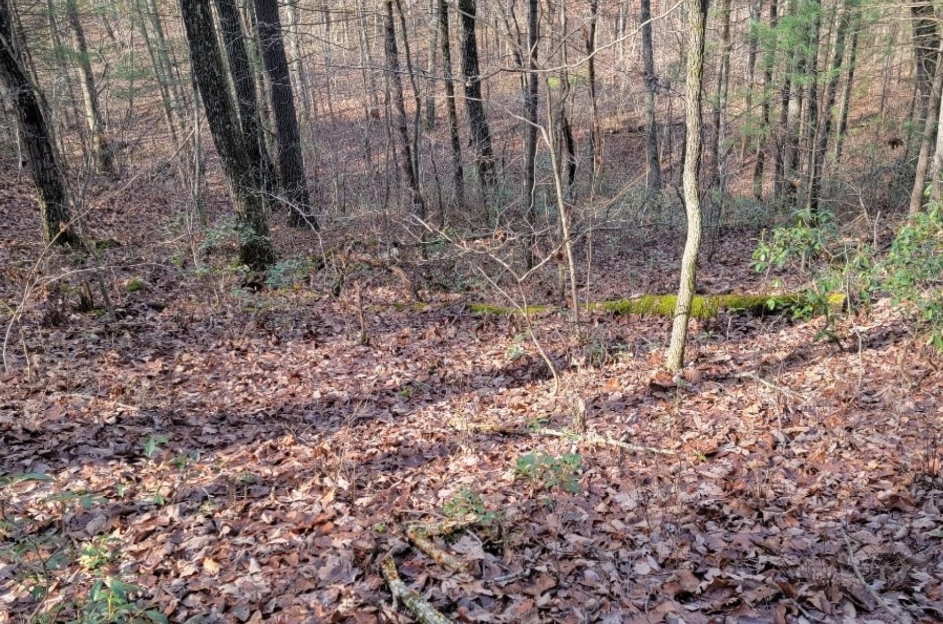 tbd MIRACLE RIDGE RD, ELKTON, Virginia 22827, ,Land,14,tbd MIRACLE RIDGE RD,670109 MLS # 670109 tbd MIRACLE RIDGE RD, ELKTON, Virginia 22827, ,Land,14,tbd MIRACLE RIDGE RD,670109 MLS # 670109