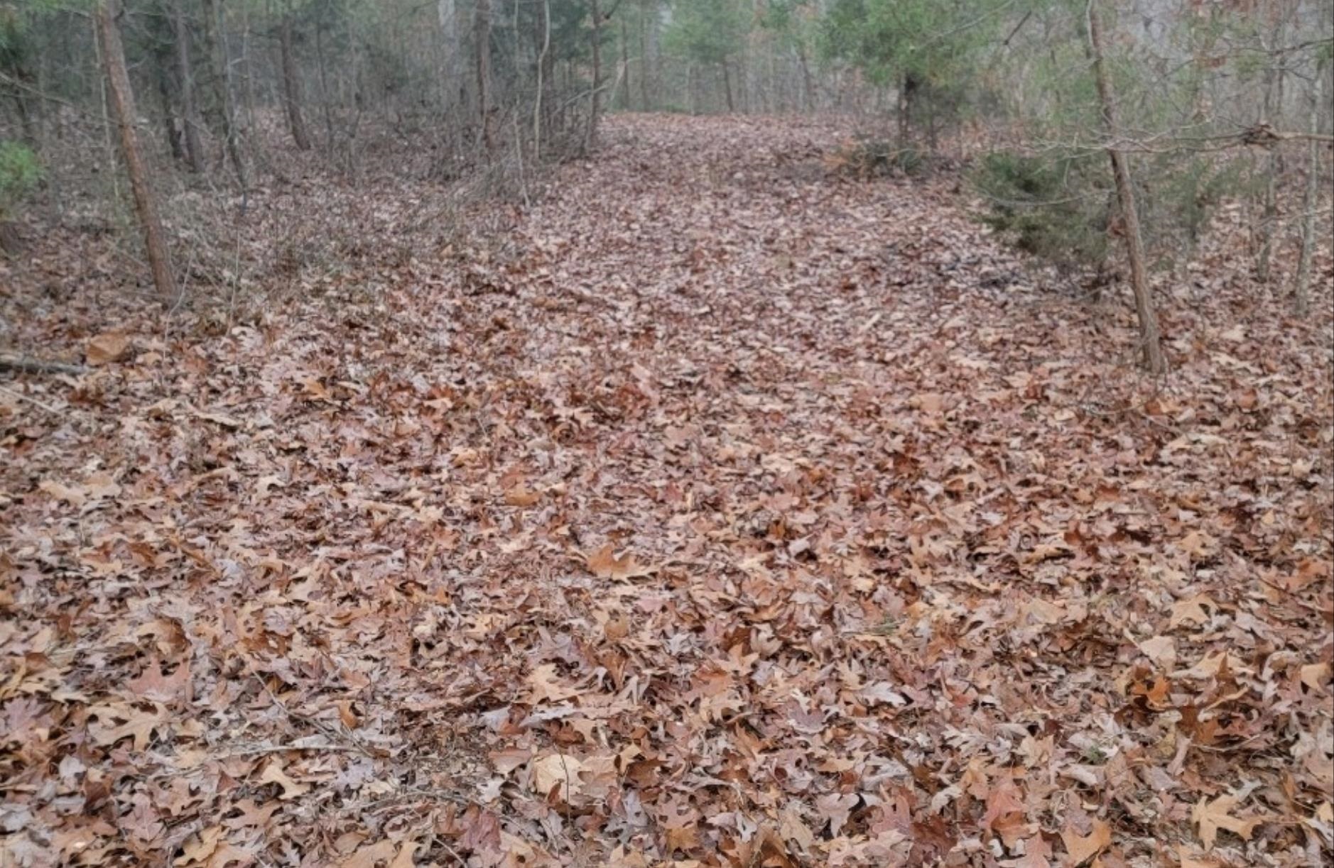 tbd MIRACLE RIDGE RD, ELKTON, Virginia 22827, ,Land,14,tbd MIRACLE RIDGE RD,670109 MLS # 670109 tbd MIRACLE RIDGE RD, ELKTON, Virginia 22827, ,Land,14,tbd MIRACLE RIDGE RD,670109 MLS # 670109