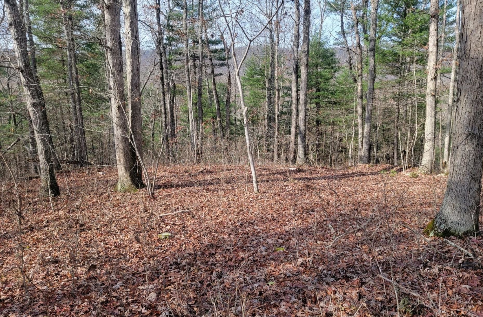 tbd MIRACLE RIDGE RD, ELKTON, Virginia 22827, ,Land,14,tbd MIRACLE RIDGE RD,670109 MLS # 670109 tbd MIRACLE RIDGE RD, ELKTON, Virginia 22827, ,Land,14,tbd MIRACLE RIDGE RD,670109 MLS # 670109