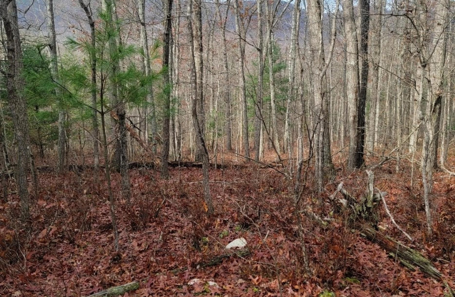 tbd MIRACLE RIDGE RD, ELKTON, Virginia 22827, ,Land,14,tbd MIRACLE RIDGE RD,670109 MLS # 670109 tbd MIRACLE RIDGE RD, ELKTON, Virginia 22827, ,Land,14,tbd MIRACLE RIDGE RD,670109 MLS # 670109