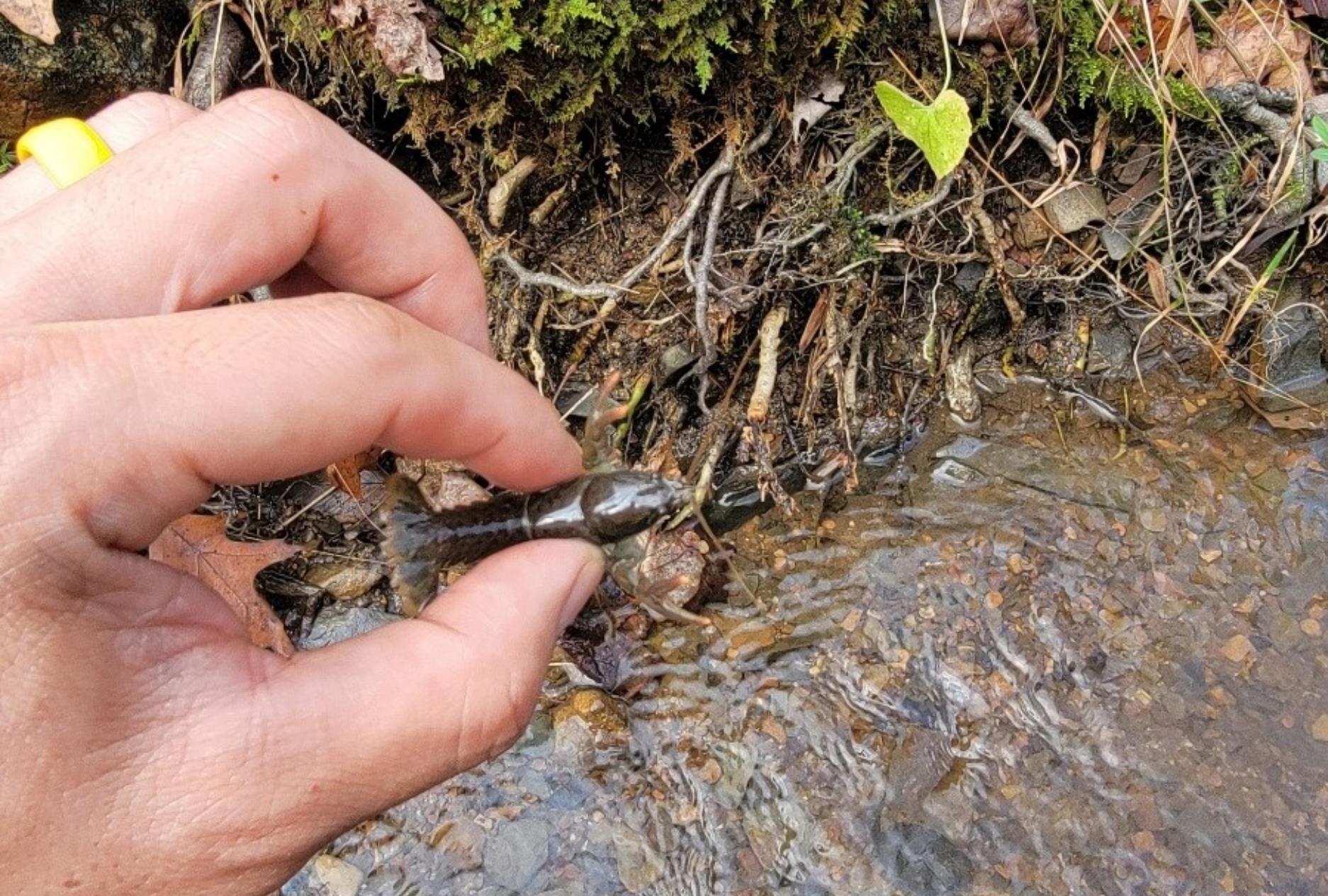 tbd MIRACLE RIDGE RD, ELKTON, Virginia 22827, ,Land,14,tbd MIRACLE RIDGE RD,670109 MLS # 670109 tbd MIRACLE RIDGE RD, ELKTON, Virginia 22827, ,Land,14,tbd MIRACLE RIDGE RD,670109 MLS # 670109