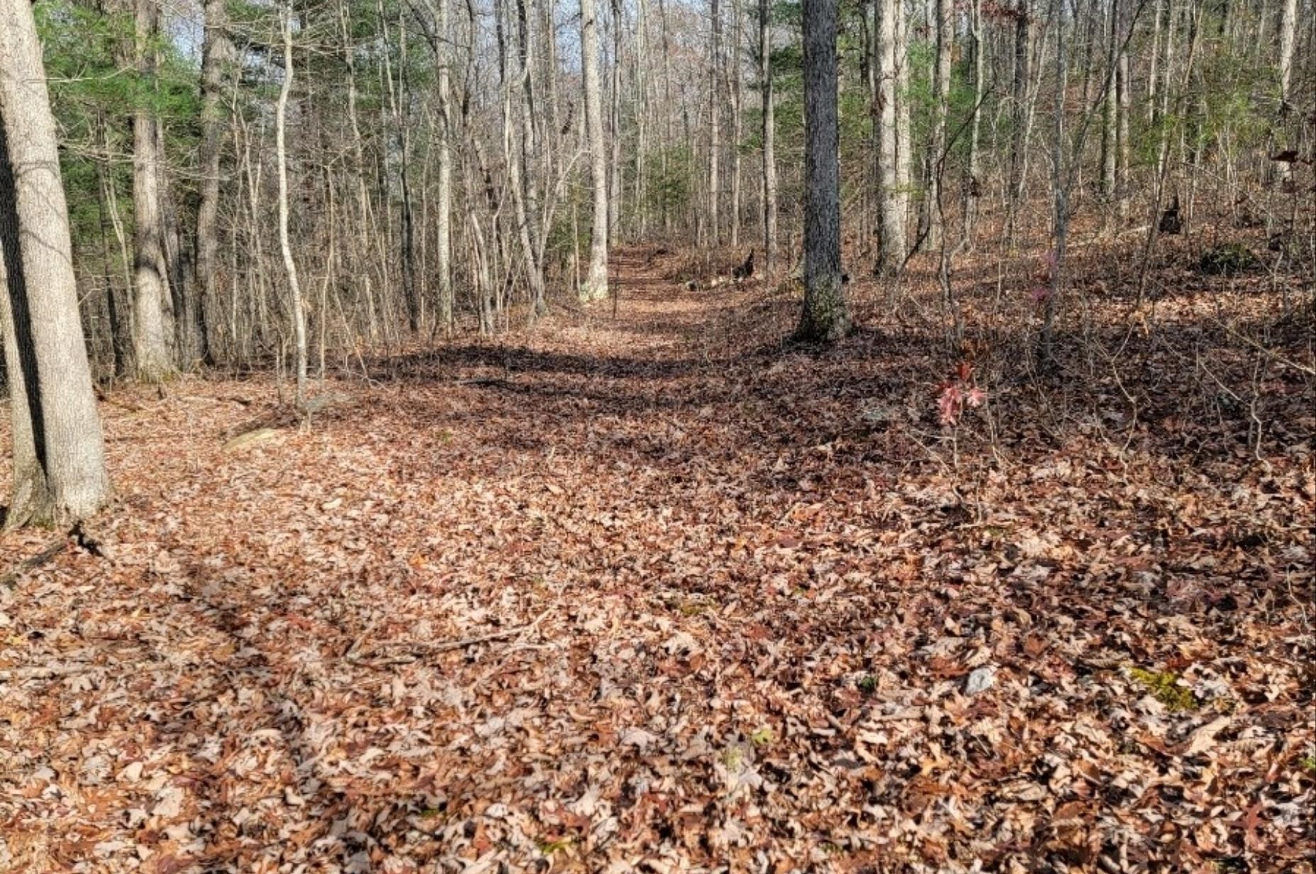 tbd MIRACLE RIDGE RD, ELKTON, Virginia 22827, ,Land,14,tbd MIRACLE RIDGE RD,670109 MLS # 670109 tbd MIRACLE RIDGE RD, ELKTON, Virginia 22827, ,Land,14,tbd MIRACLE RIDGE RD,670109 MLS # 670109