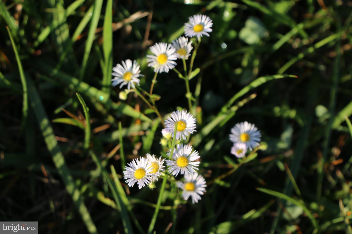 FROG HOLLOW RD, WINCHESTER, Virginia 22603, ,Farm,For Sale,FROG HOLLOW RD,VAFV2037502 MLS # VAFV2037502