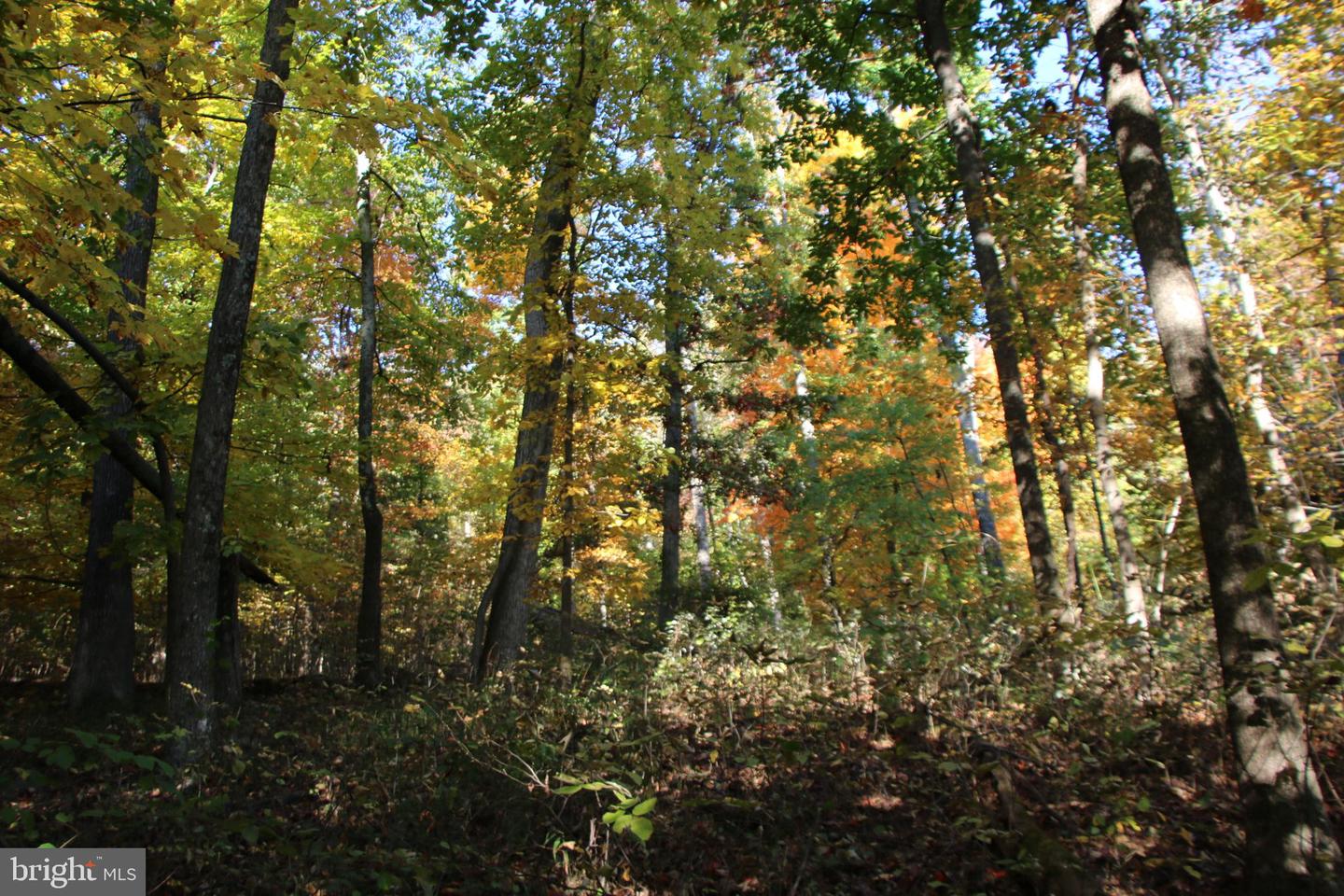 FROG HOLLOW RD, WINCHESTER, Virginia 22603, ,Farm,For Sale,FROG HOLLOW RD,VAFV2037502 MLS # VAFV2037502