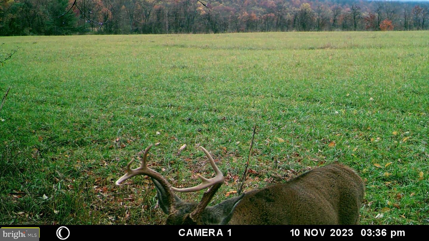 FROG HOLLOW RD, WINCHESTER, Virginia 22603, ,Farm,For Sale,FROG HOLLOW RD,VAFV2037502 MLS # VAFV2037502