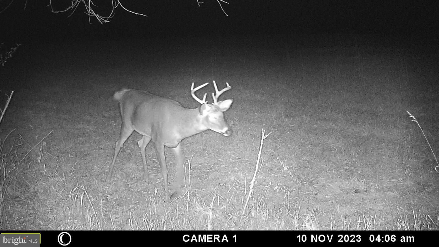 FROG HOLLOW RD, WINCHESTER, Virginia 22603, ,Farm,For Sale,FROG HOLLOW RD,VAFV2037502 MLS # VAFV2037502